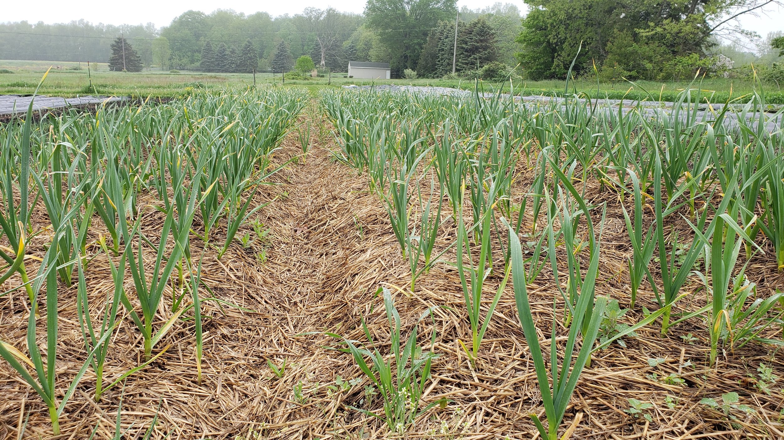 Garlic planted in October almost ready for harvest by May