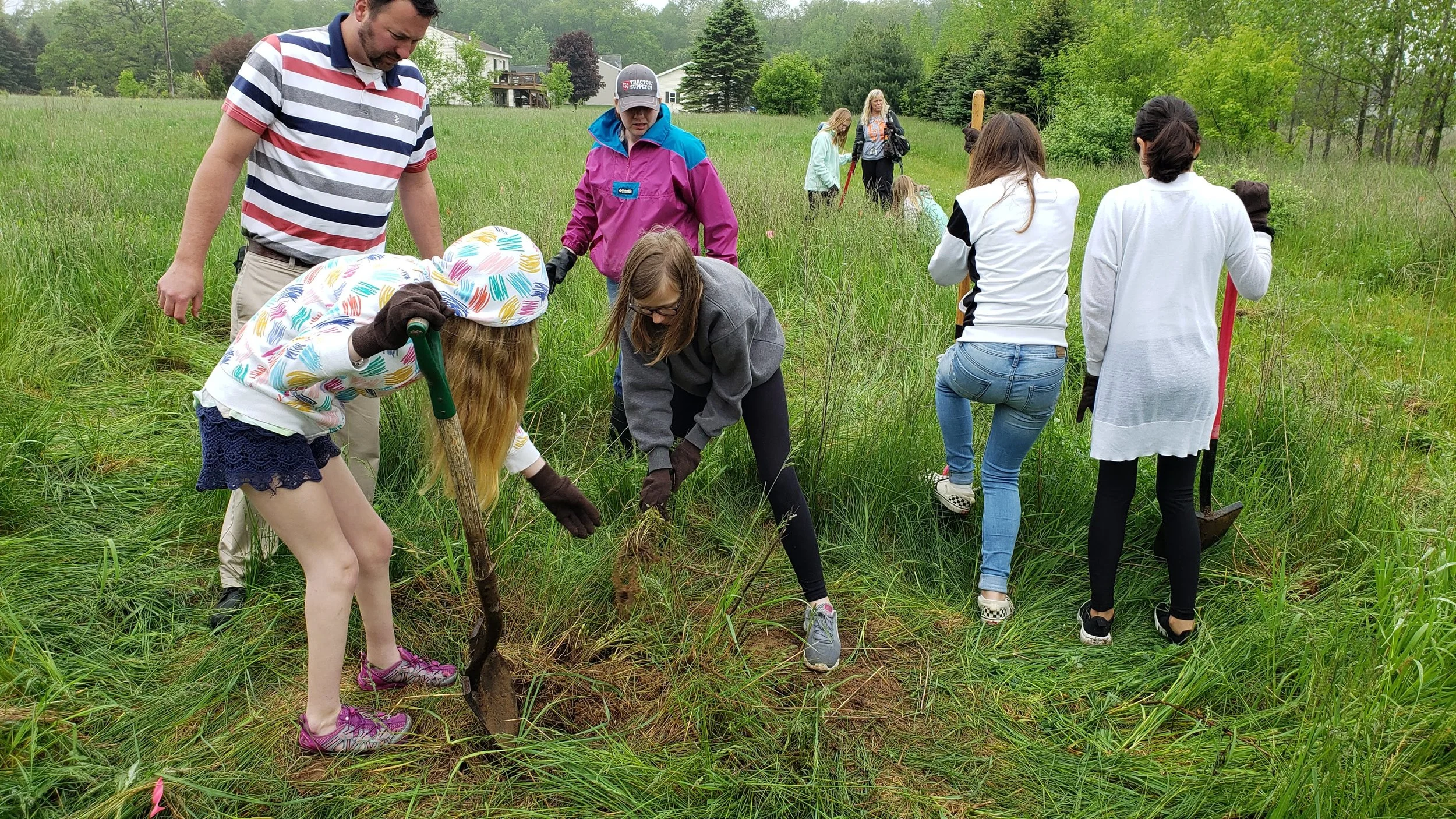 Removing invasive spotted knapweed to make space for pollinator plantings