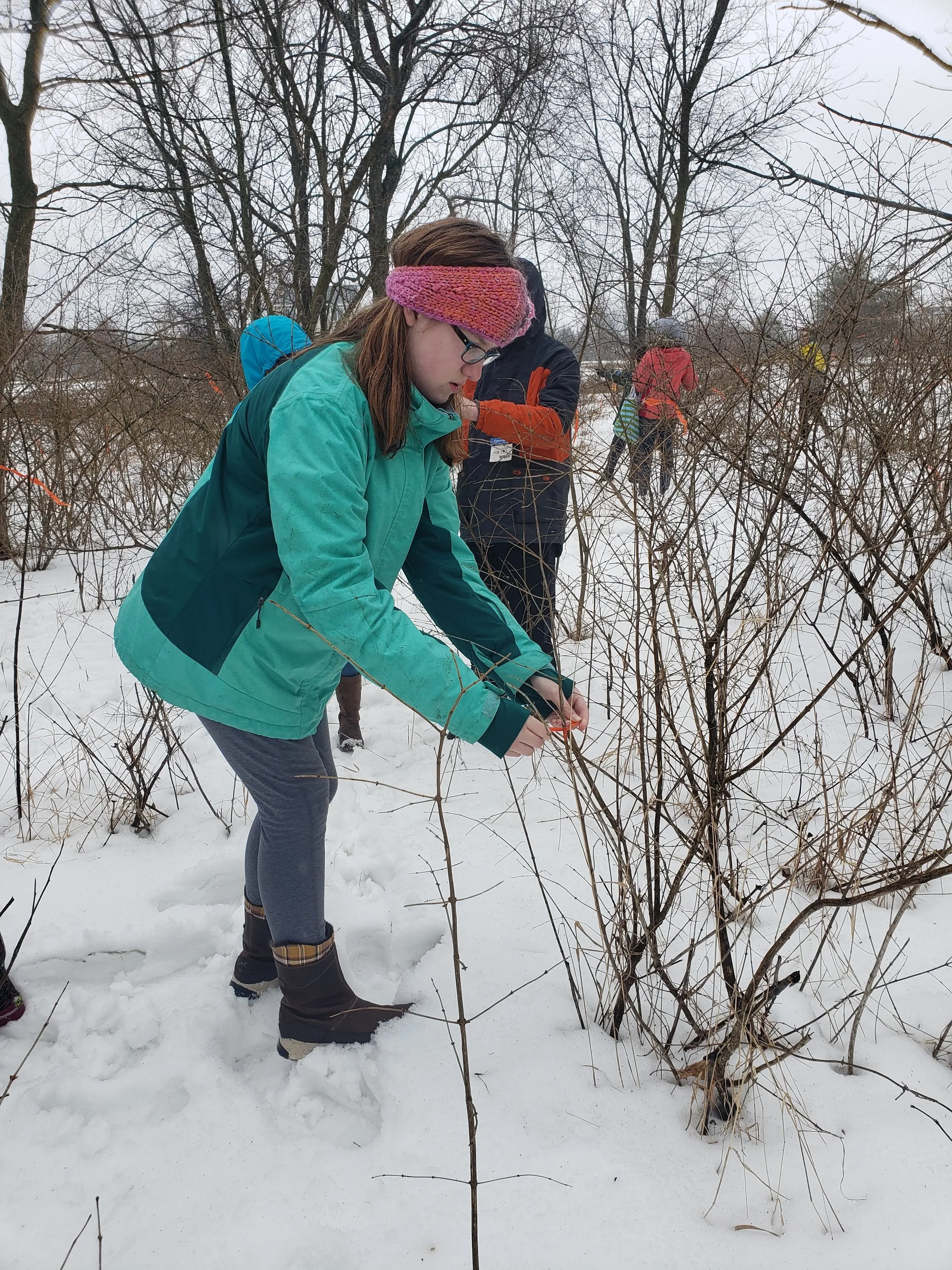 Flagging invasive species for removal by later students