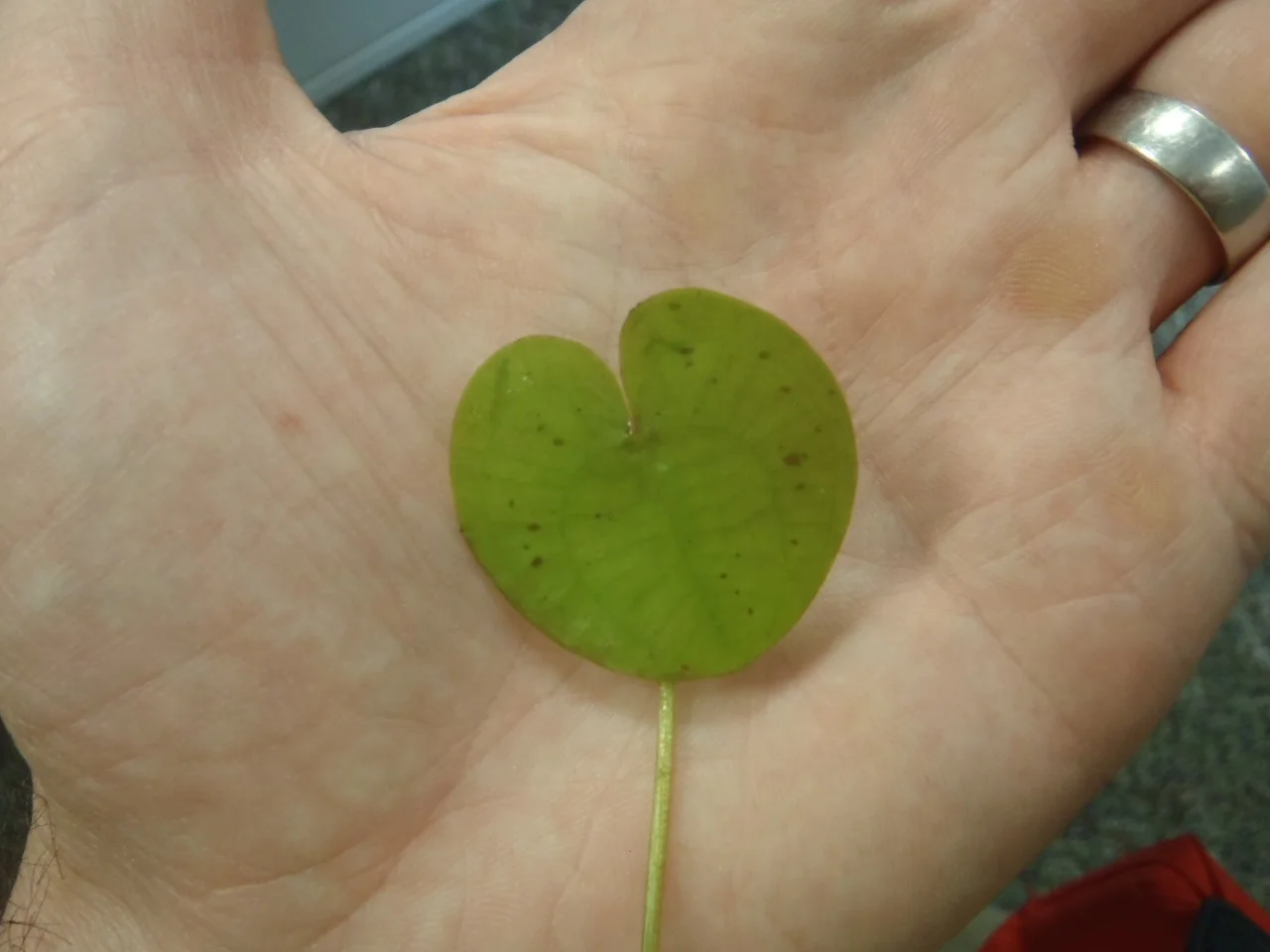 European frogbit found in two locations near Lake Michigan