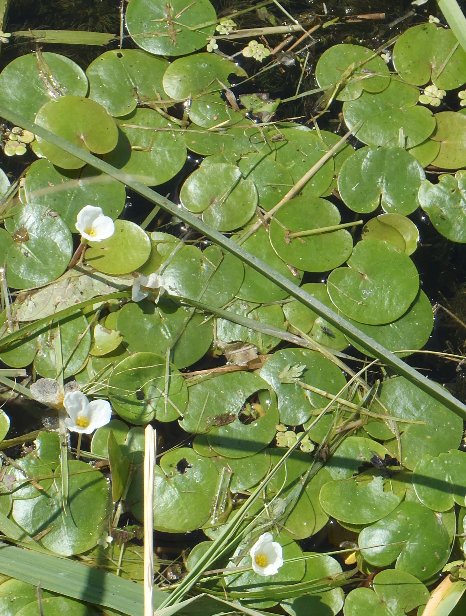 flowers.jpg