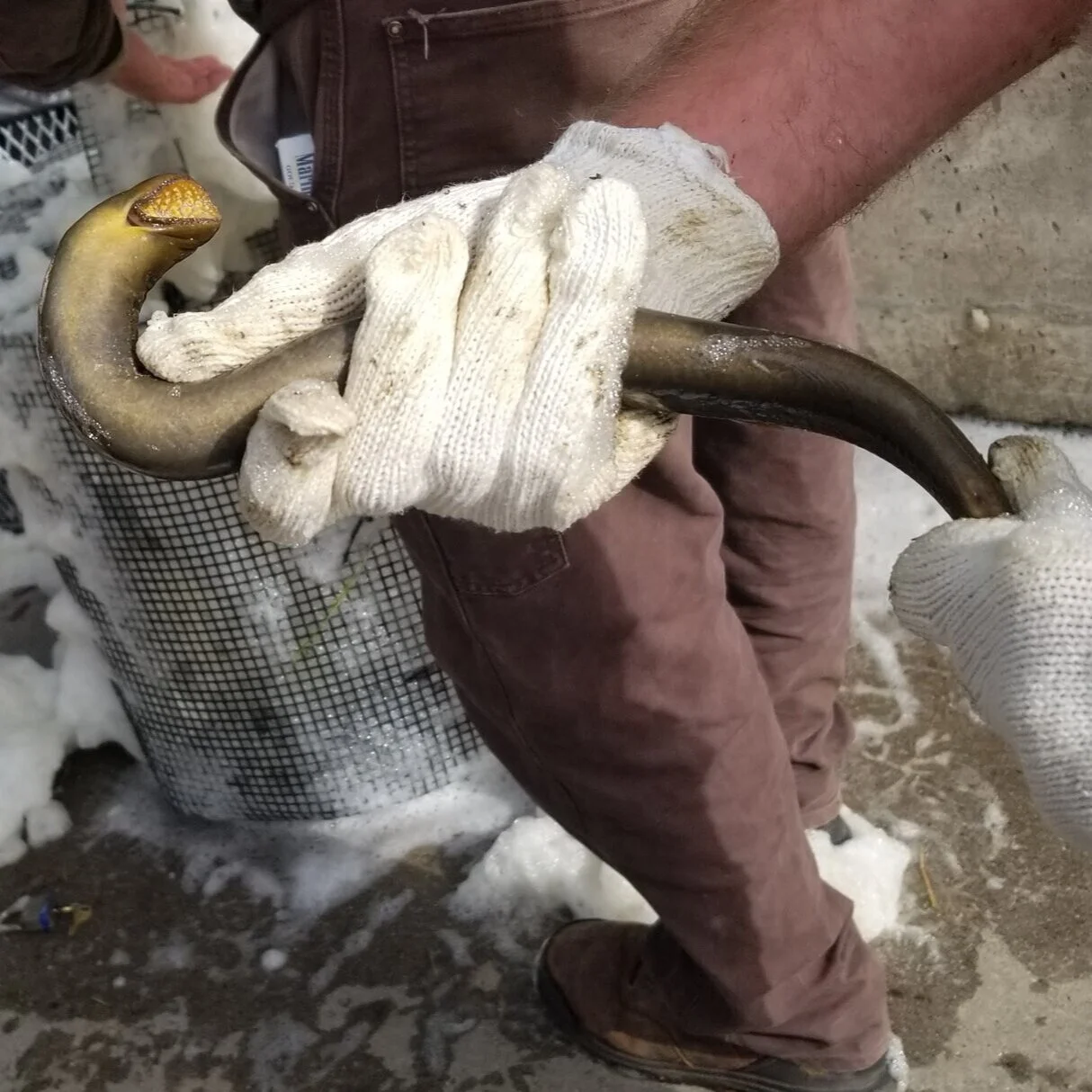 Sea Lamprey (Petromyzon marinus)