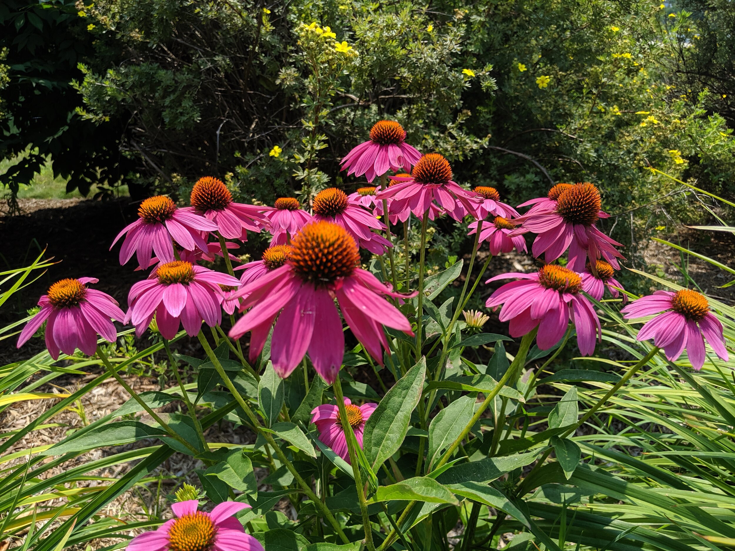 Purple Coneflower (Echinacea purpurea)