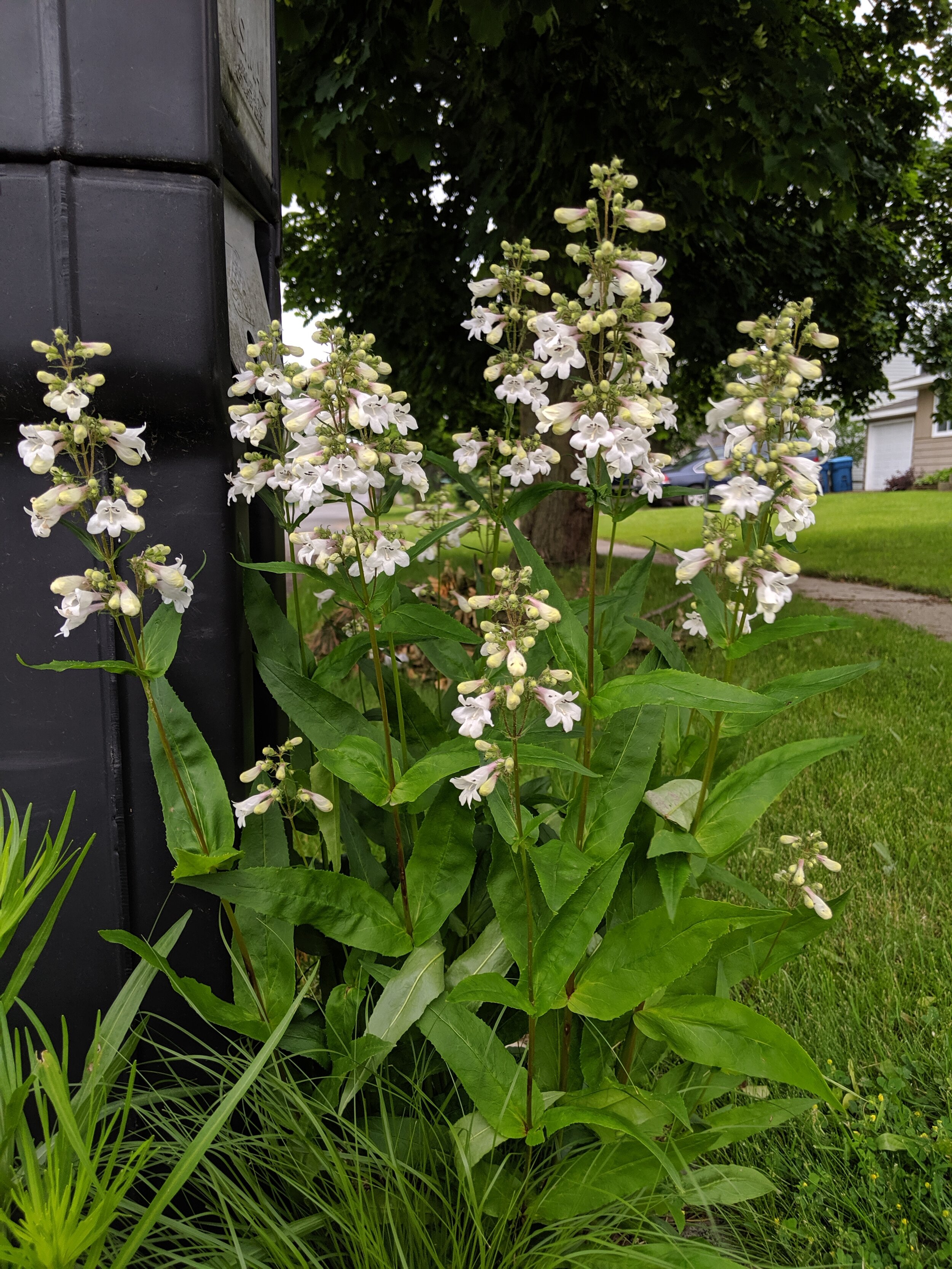 Foxglove Beardtongue (Penstemon digitalis)