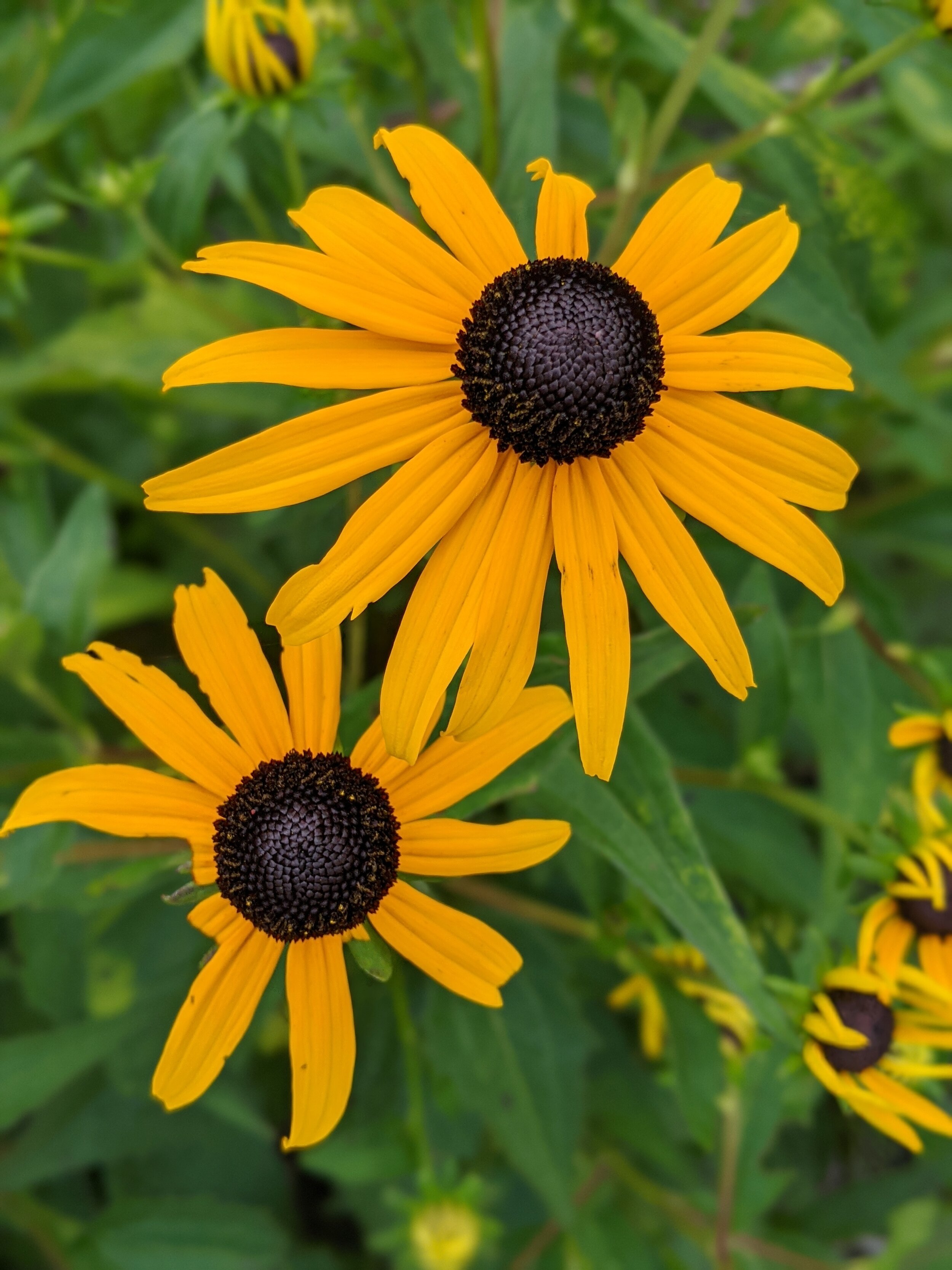 Black Eyed Susan (Rudbeckia hirta)