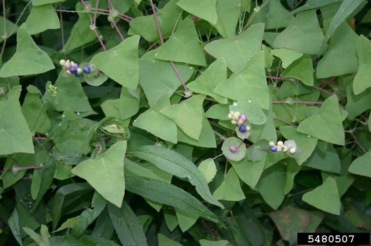 Invasive mile-a-minute weed found in Calhoun County