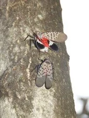 MDARD urges continued vigilance after dead Spotted Lanternfly case identified in Michigan
