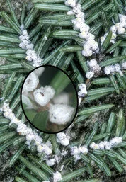 Hemlock woolly adelgid found in Ludington State Park
