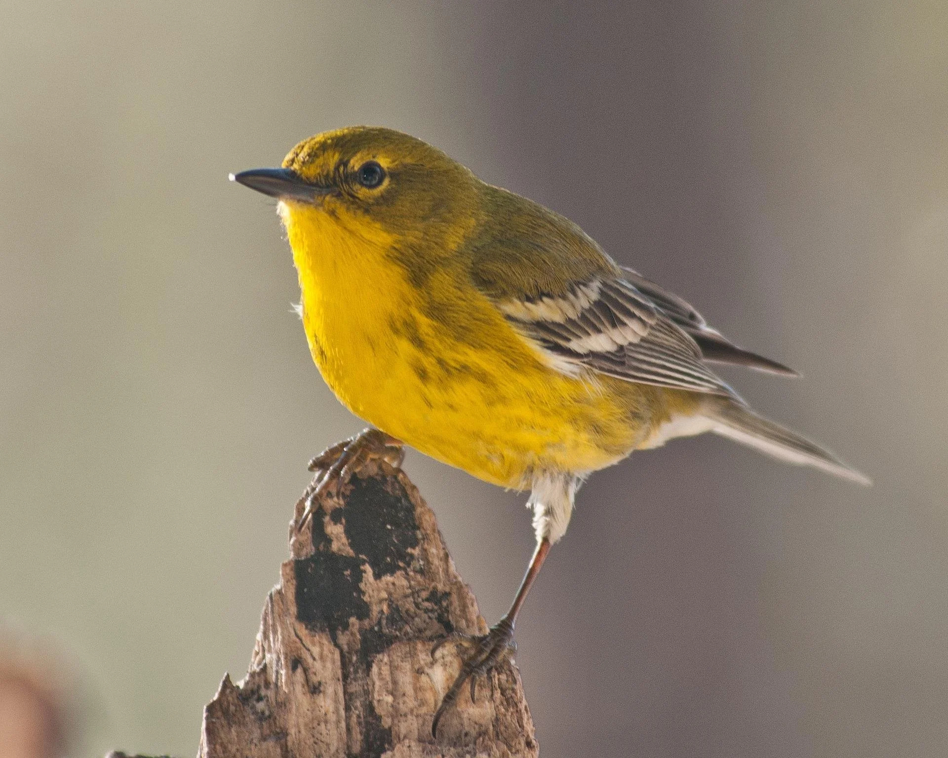 Coldbrook Creek Watershed Warbler Walk