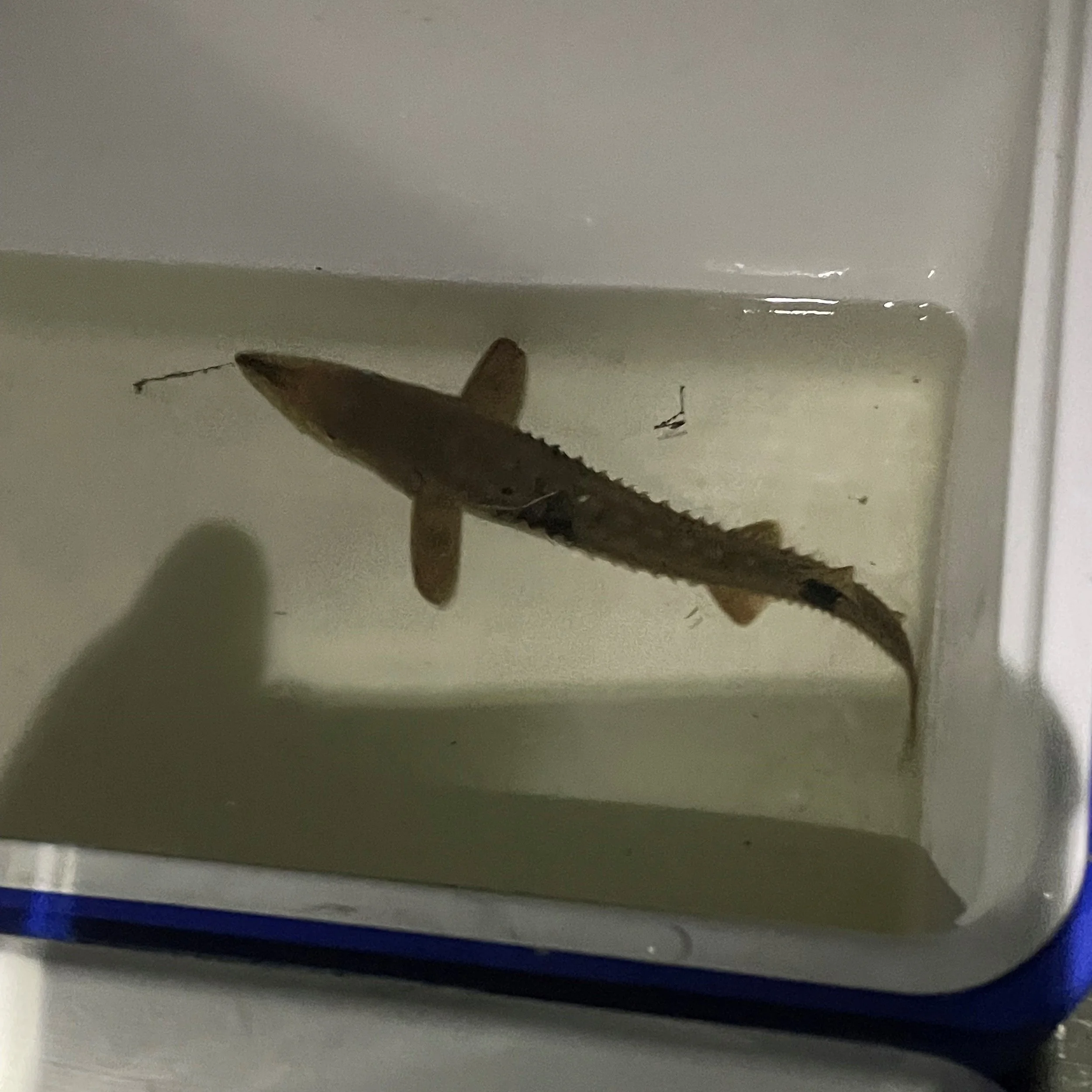 Lake Sturgeon in the Grand River