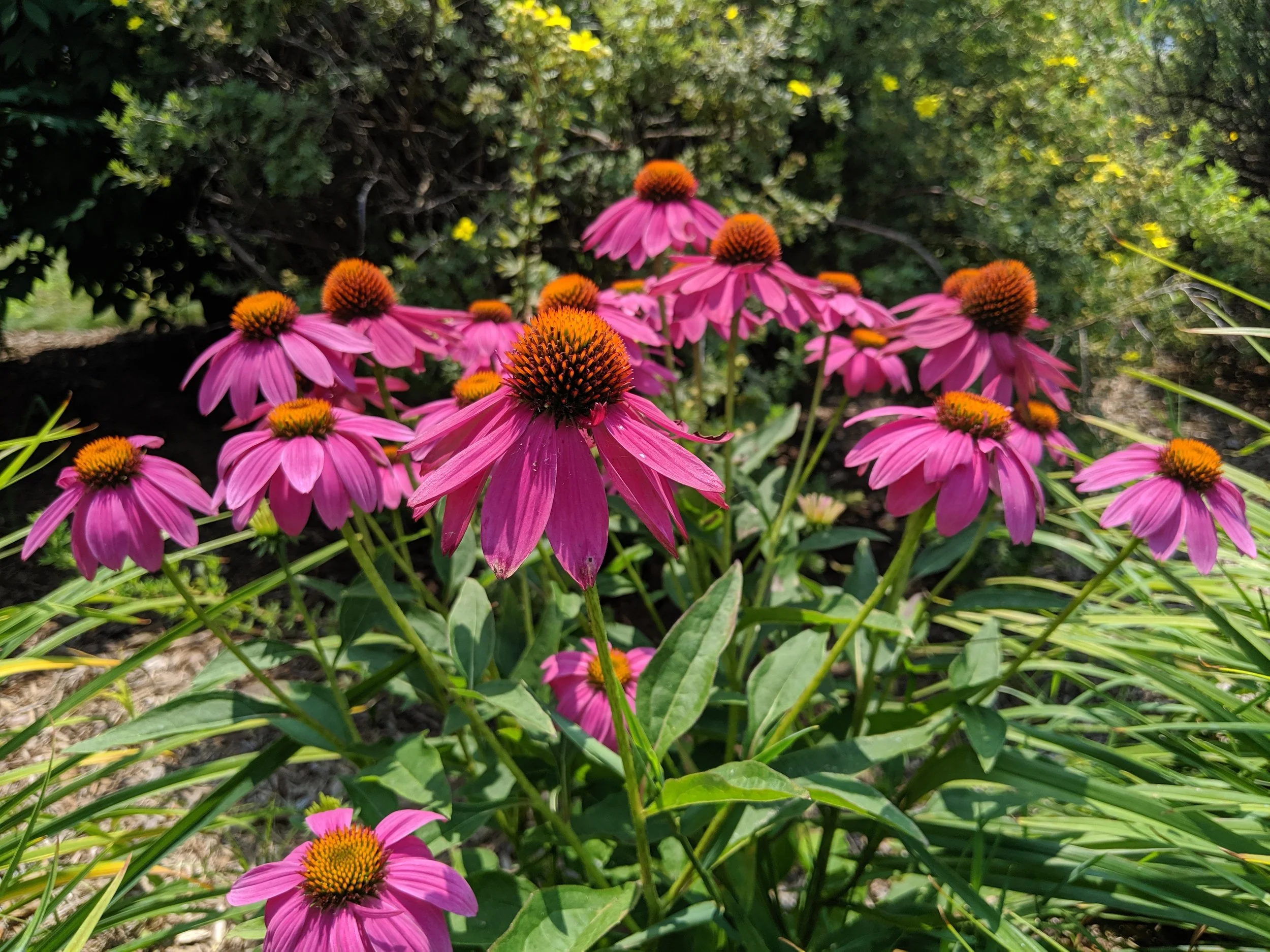 Sacred Grounds Bringing Nature Home Webinar