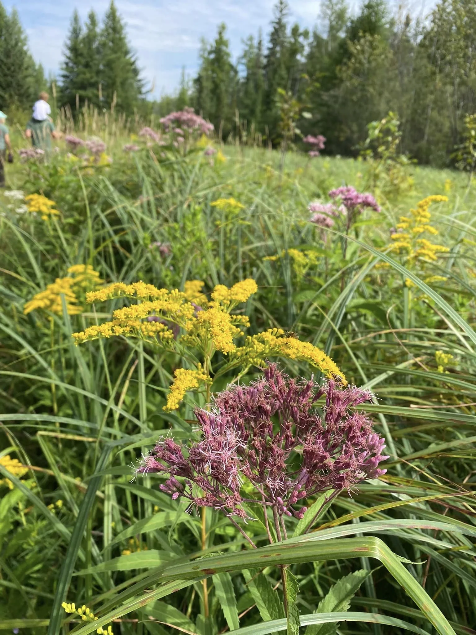 Native Plant Sale - Wild Ones River City
