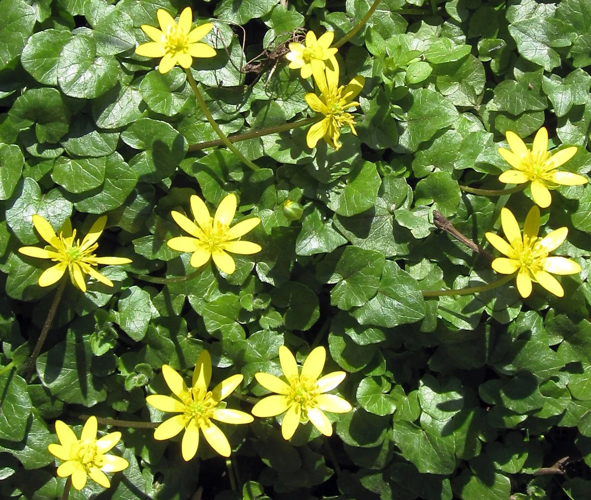 MI DNR: Be on the lookout for lesser celandine: A new invasive plant making its way across the Upper Midwest