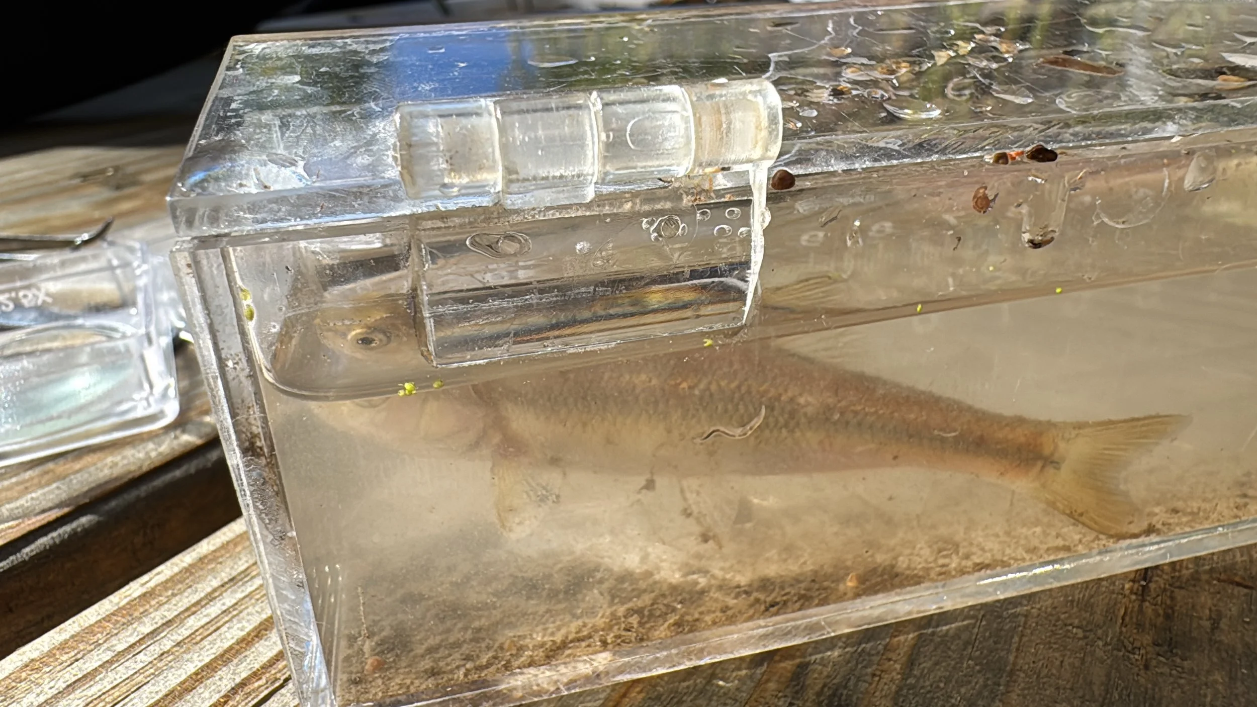 Fish outta water.jpg