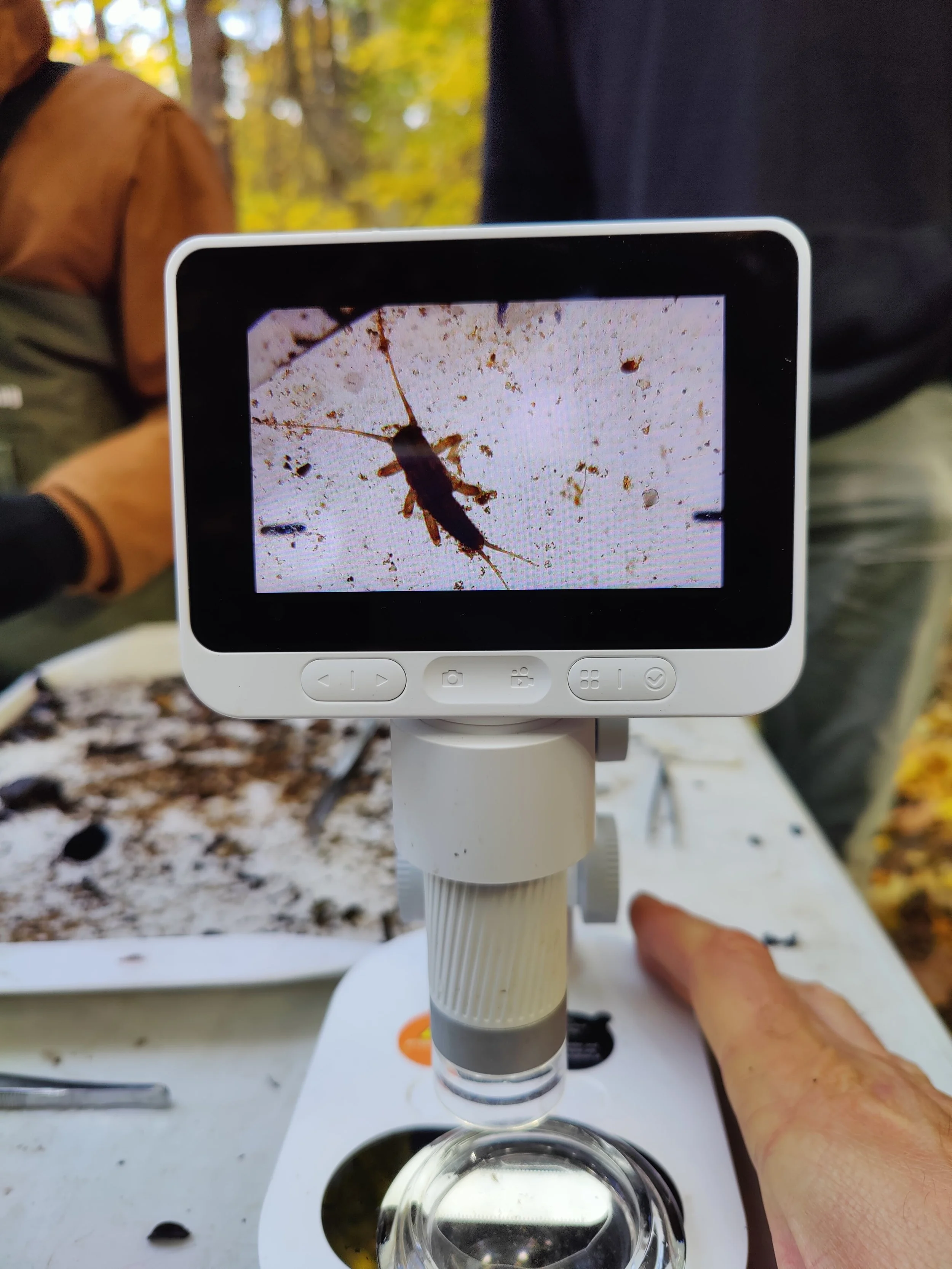 Stonefly on the scope.jpg