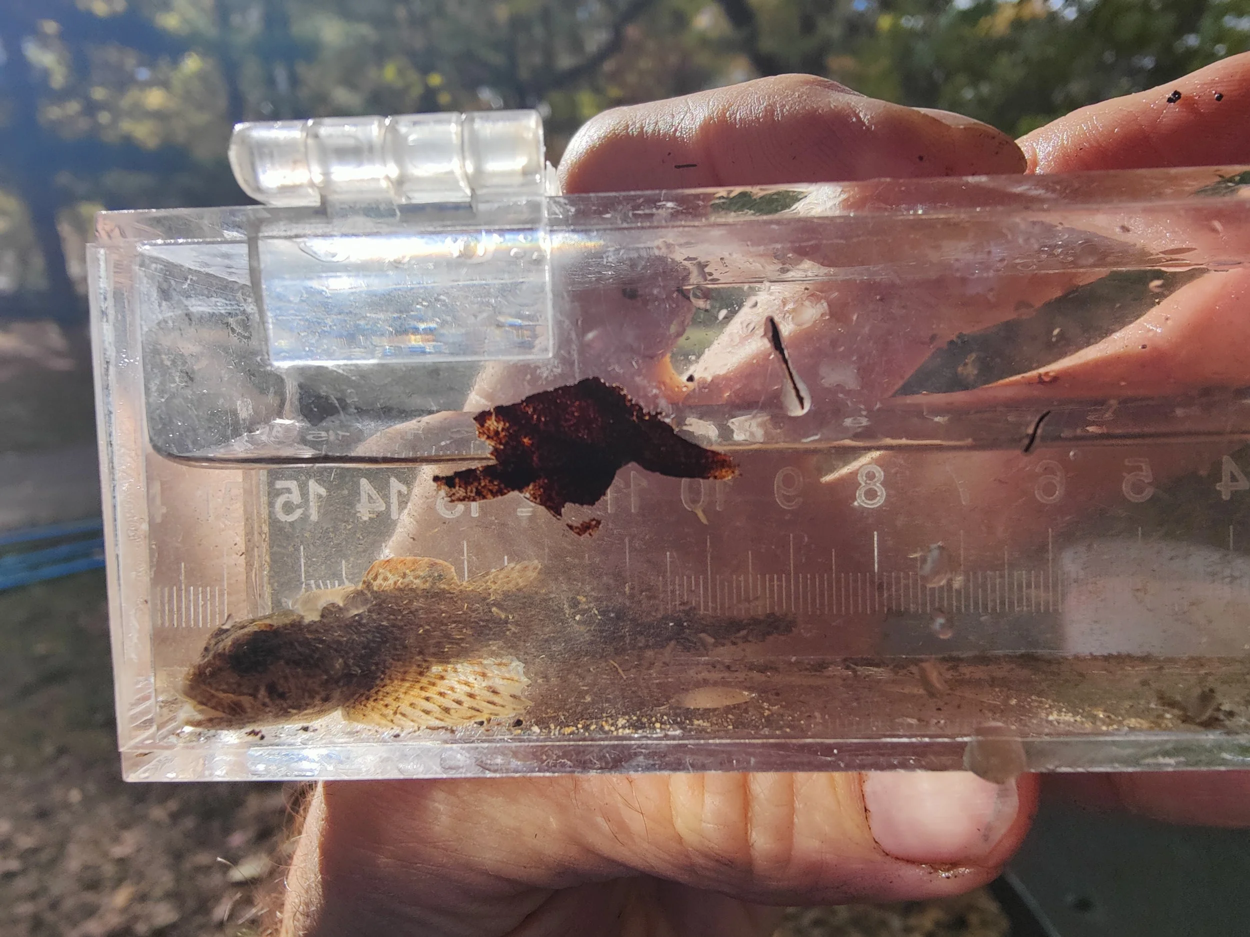 Sculpin.jpg