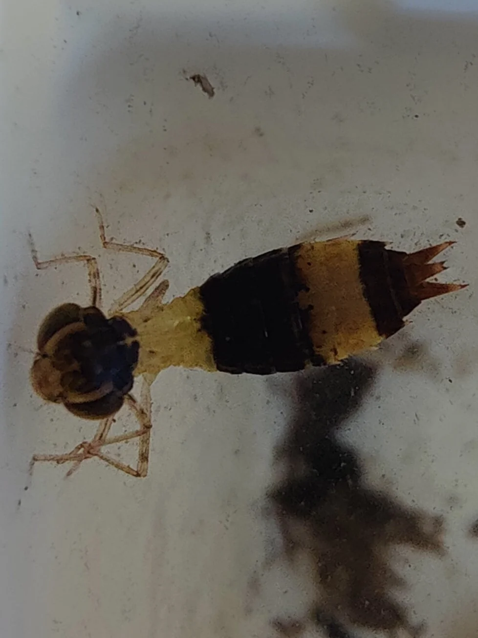 Anax junius larva.jpg