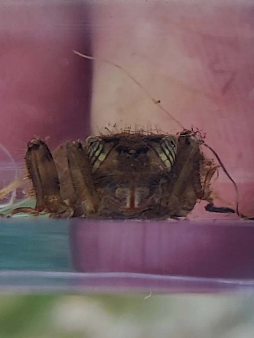 Dragonfly alien baby.jpg