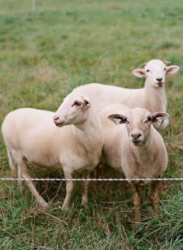 Travel photography and an image of lambs on an organic farm in rural Maine.