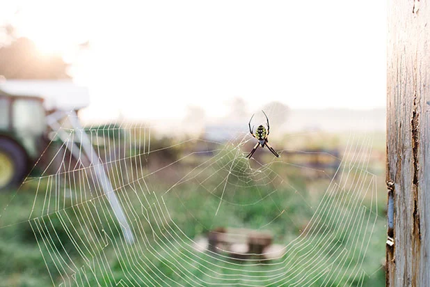 spider building web at sunrise - Sarah Der