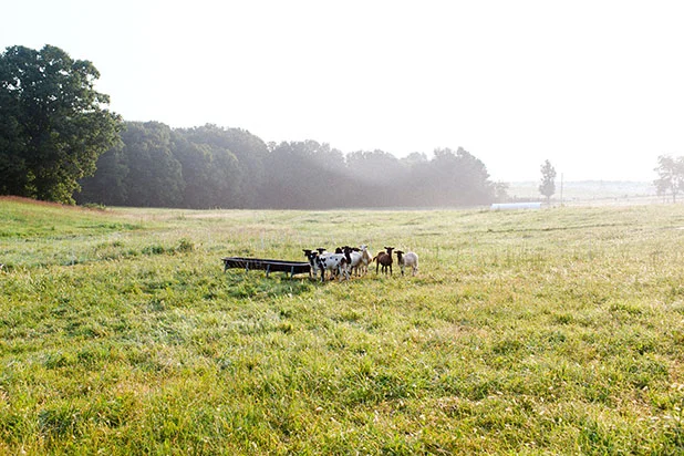 Sheep at sunrise on farm - Sarah Der