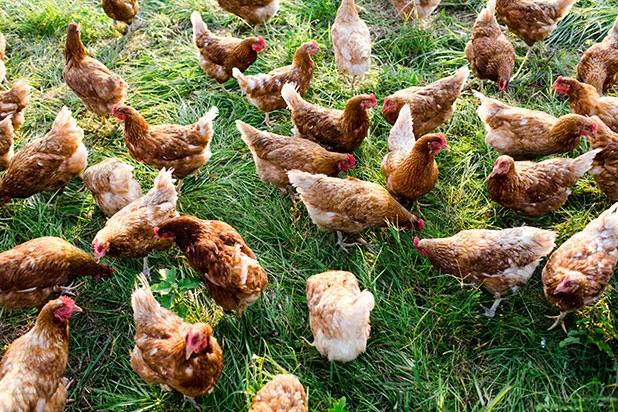 local free range chickens richmond, virginia - Sarah Der
