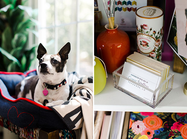Office pup sits by window - Sarah Der