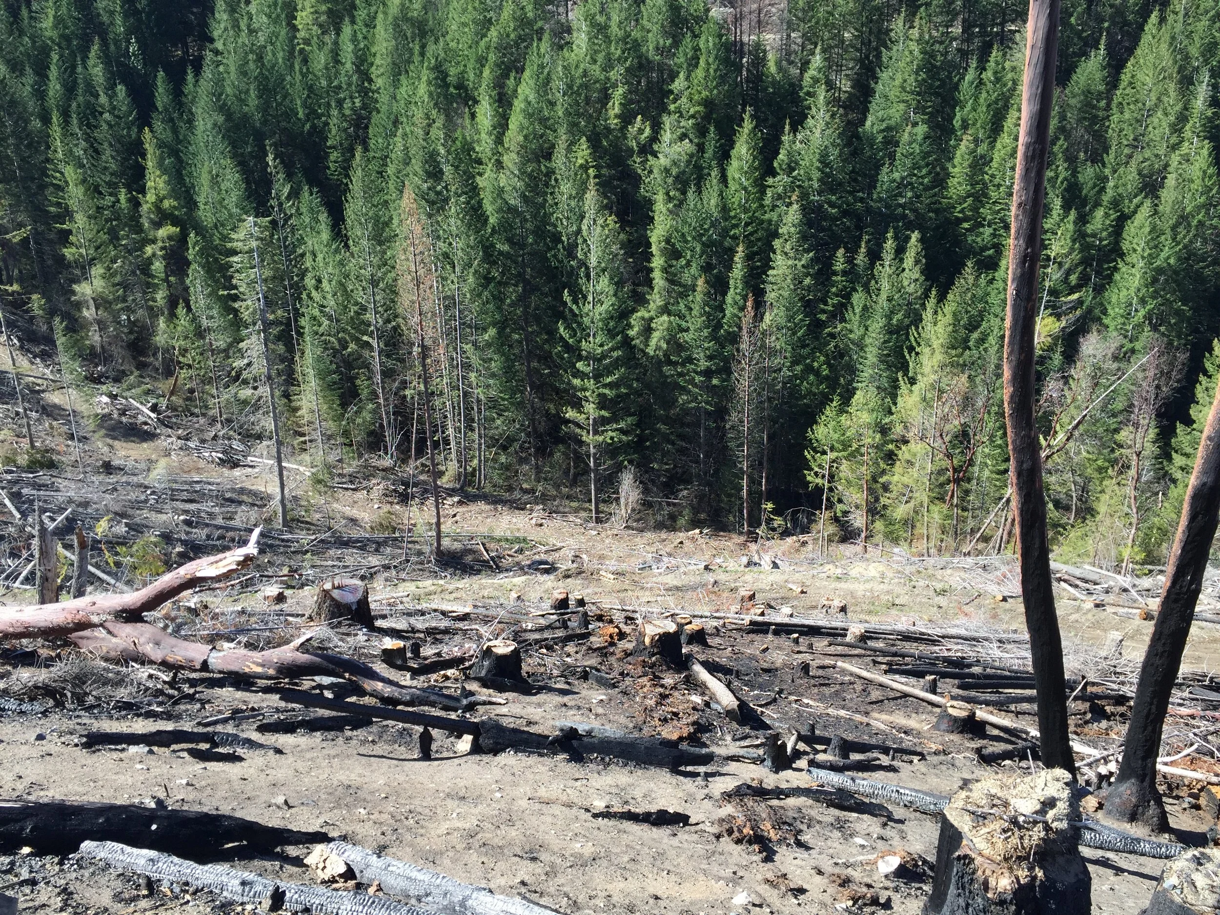 320 Miles of Increased Protections for Salmon + Steelhead Streams on Private Forest Lands