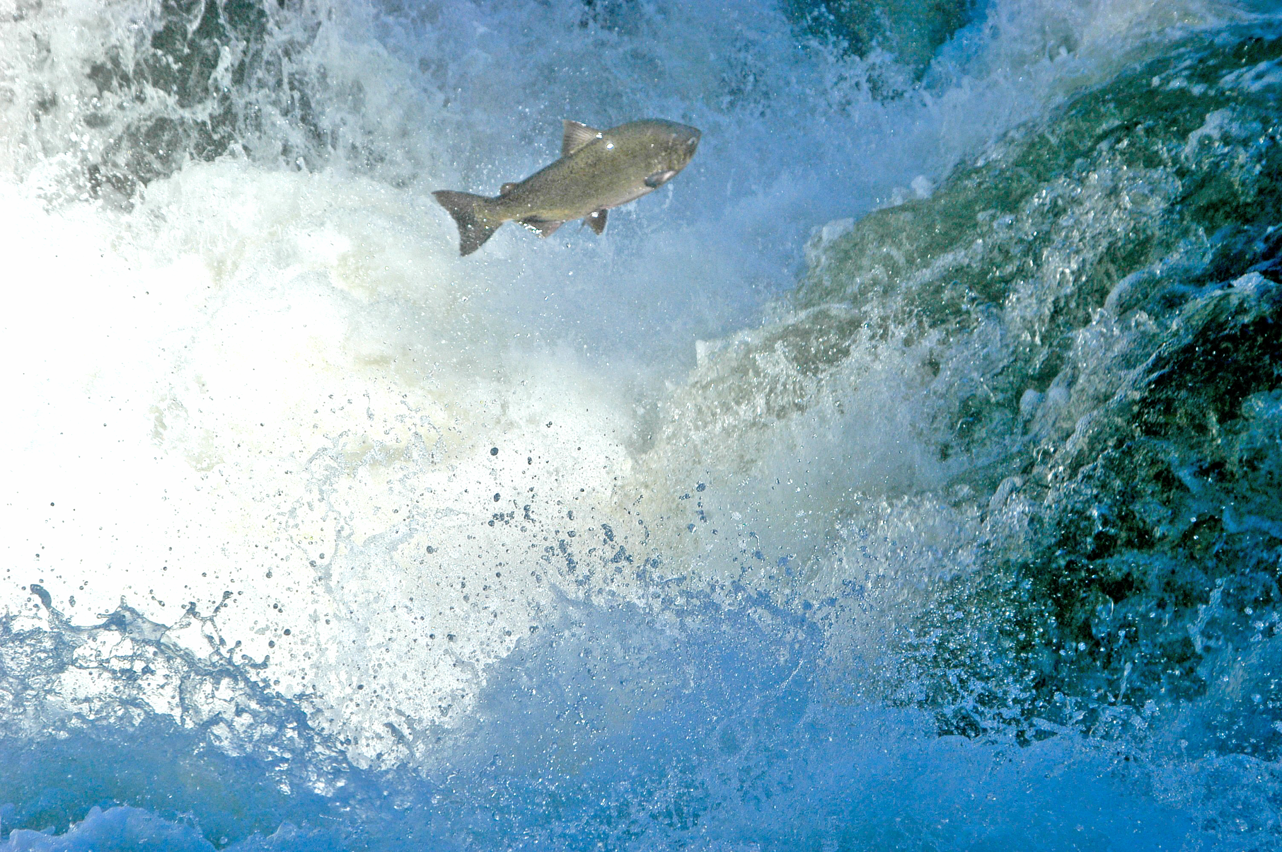 Chinook at Rainey Falls.png