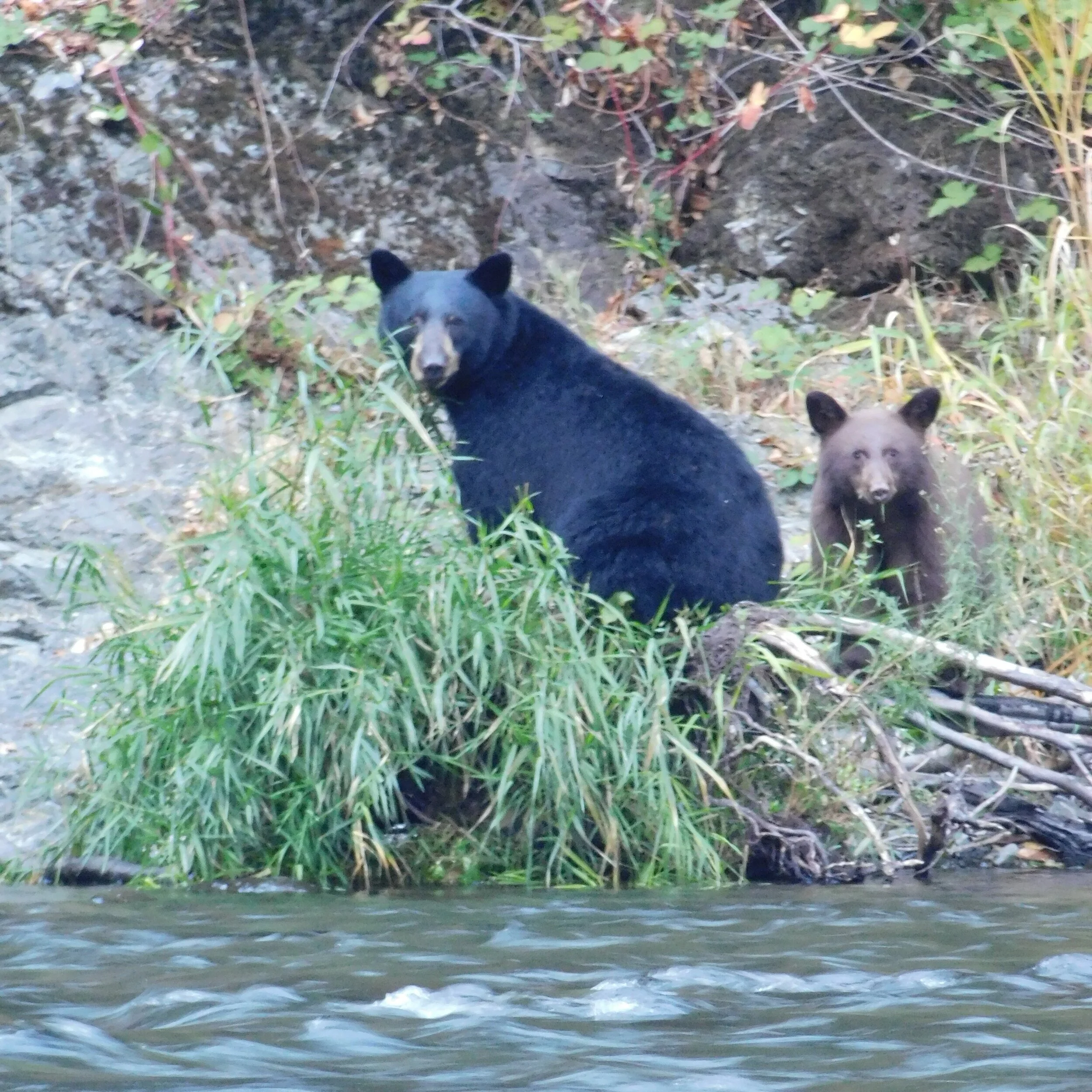 Recreating in Black Bear Habitat