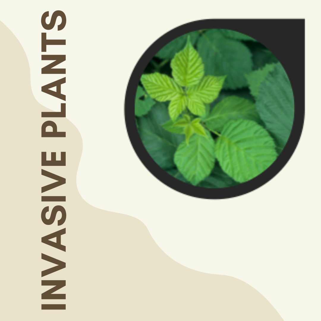 Invasive Plants.png