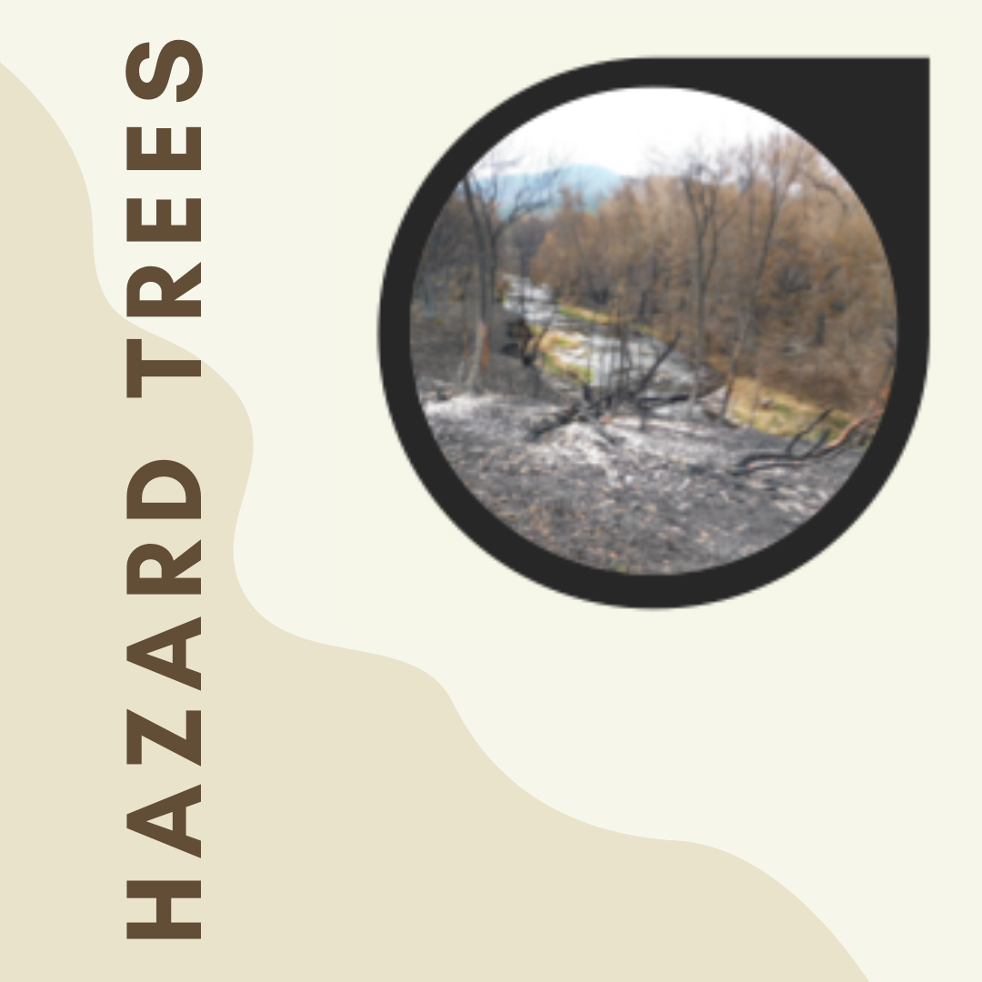 Hazard Trees.png