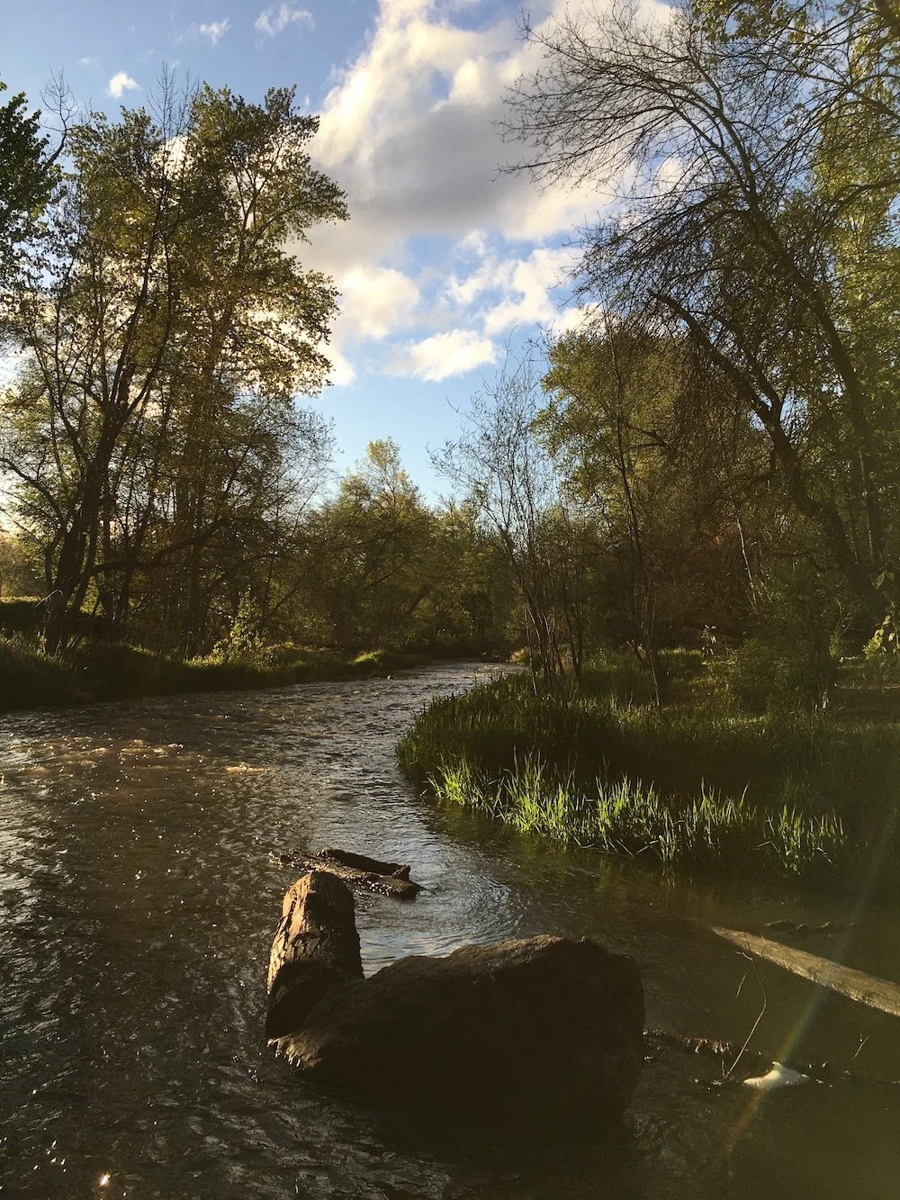 Protection of Riparian Habitats Offers Some of Our Best Chances to ...