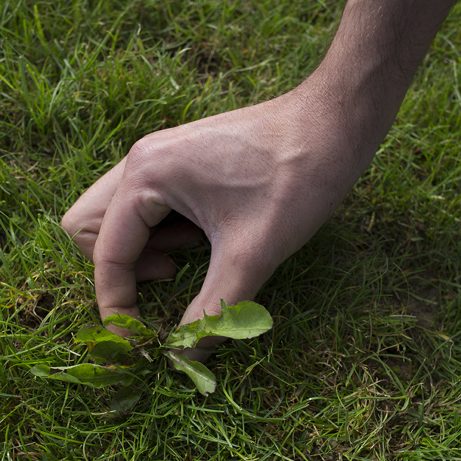 Example of a lawn weed