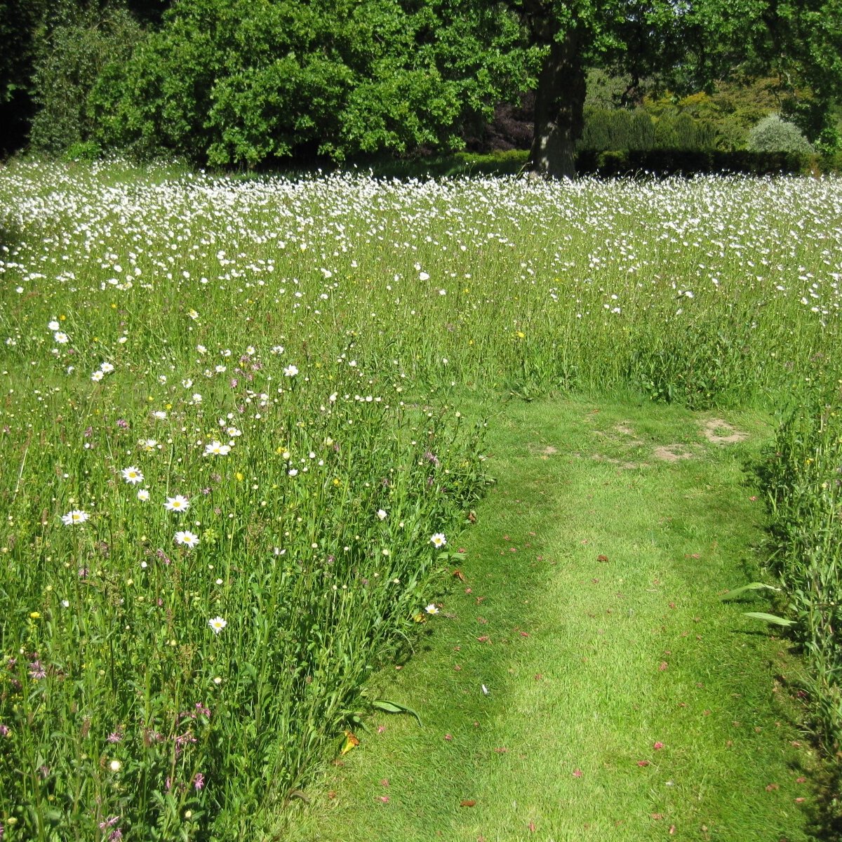 Meadow+path+wild+flower+turf