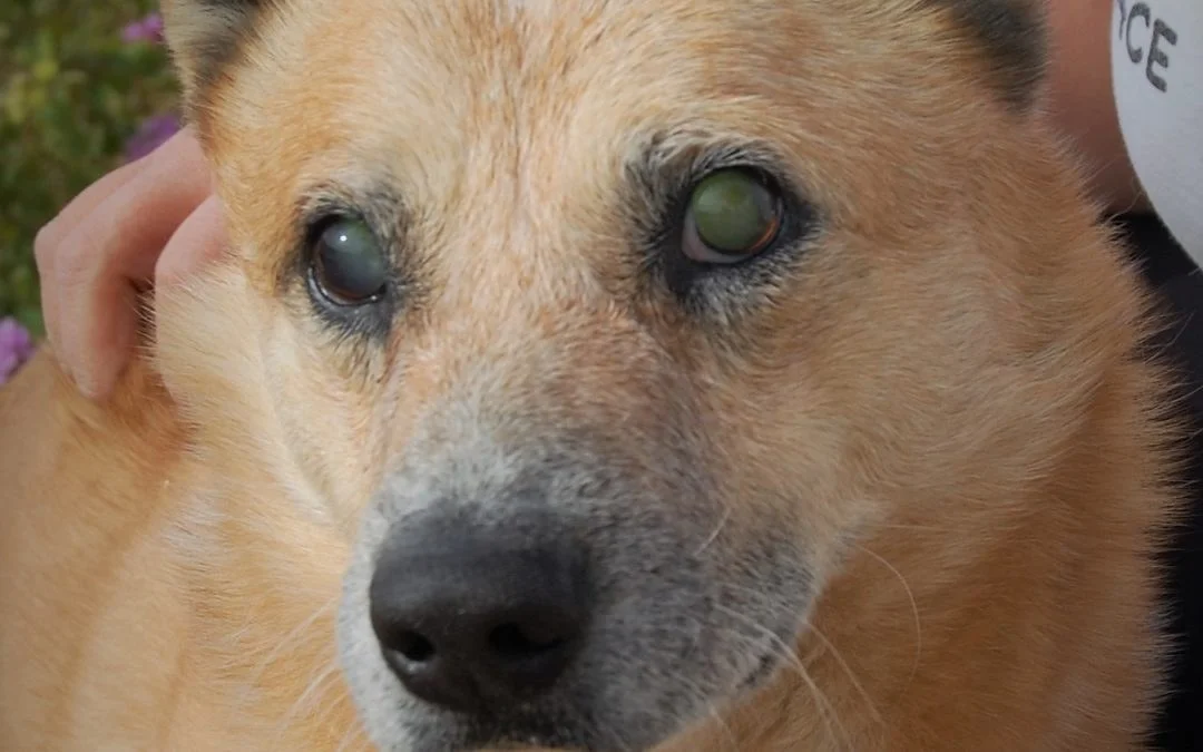 NEVADA SPCA’S “PET OF THE WEEK”