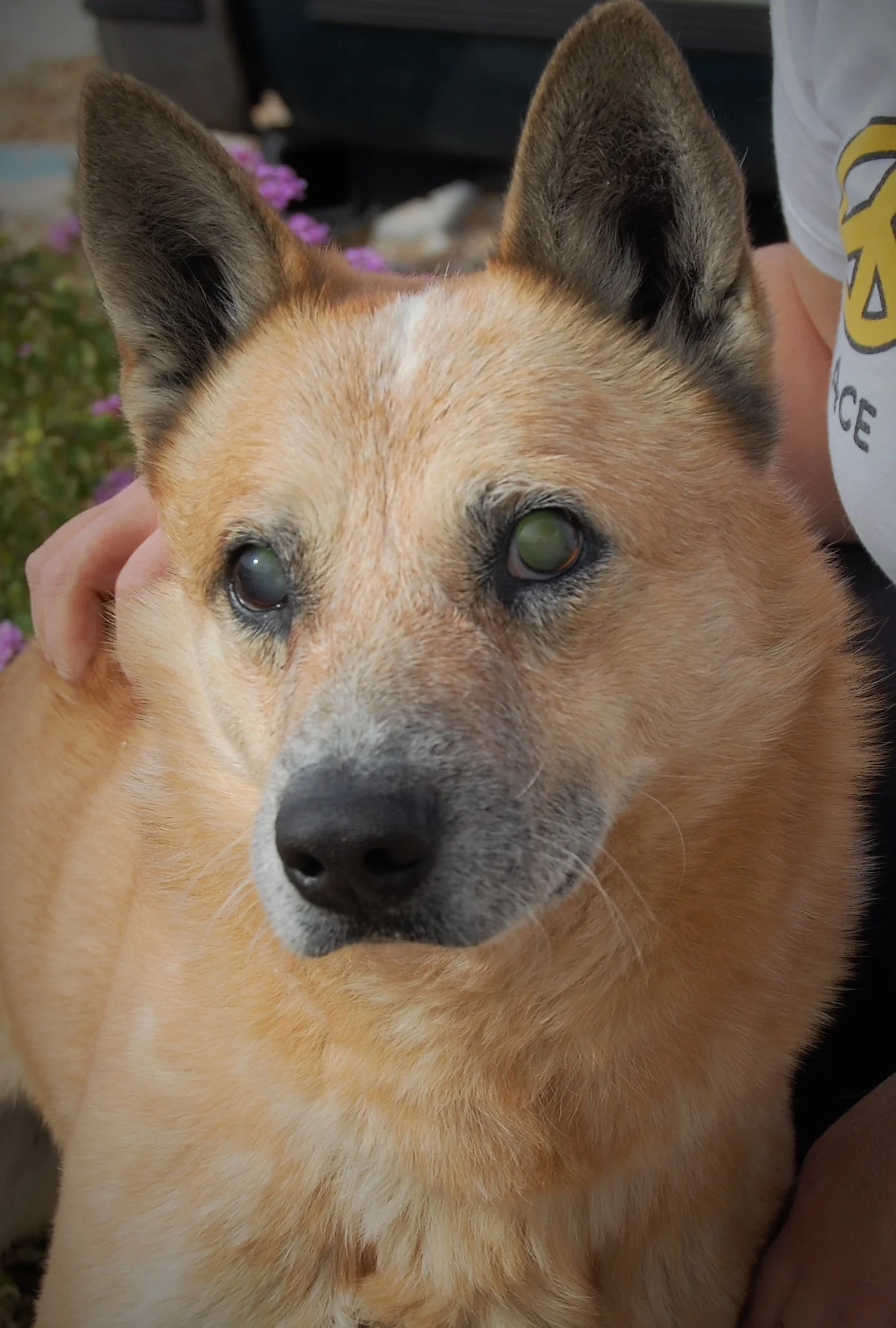 NEVADA SPCA'S "PET OF THE WEEK"