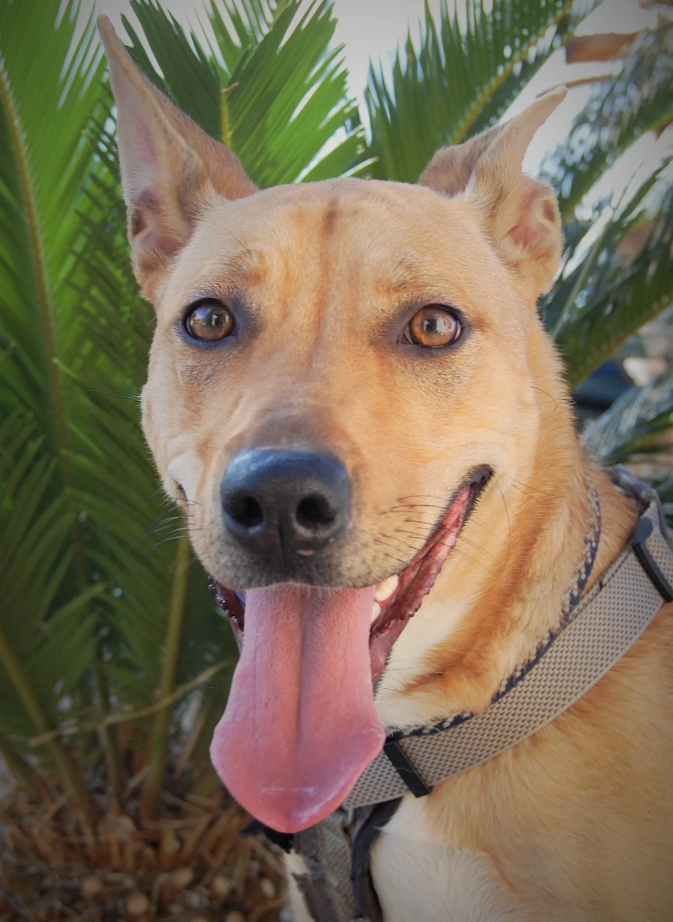 NEVADA SPCA'S "PET OF THE WEEK"