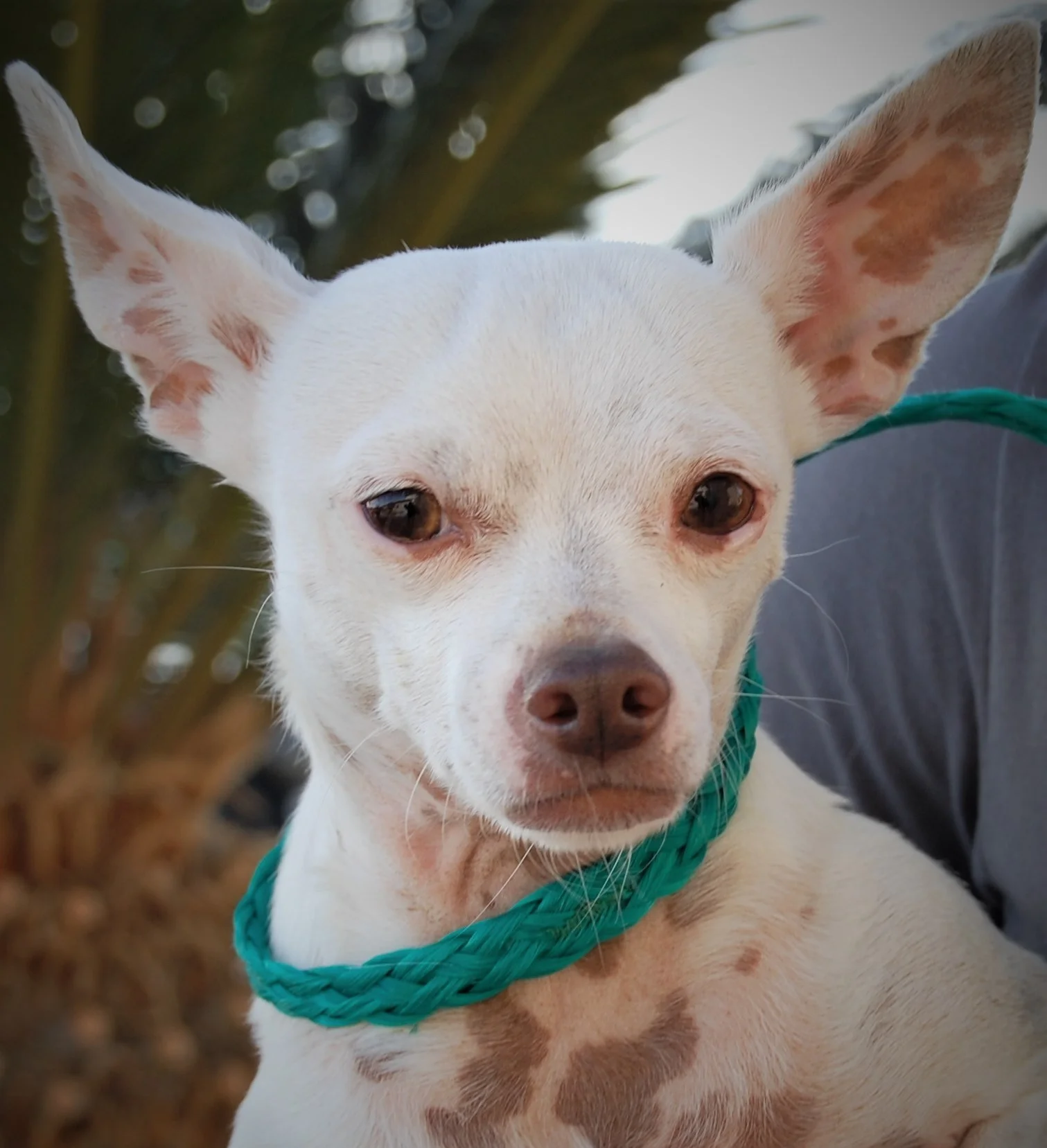 NSPCA'S "PET OF THE WEEK"