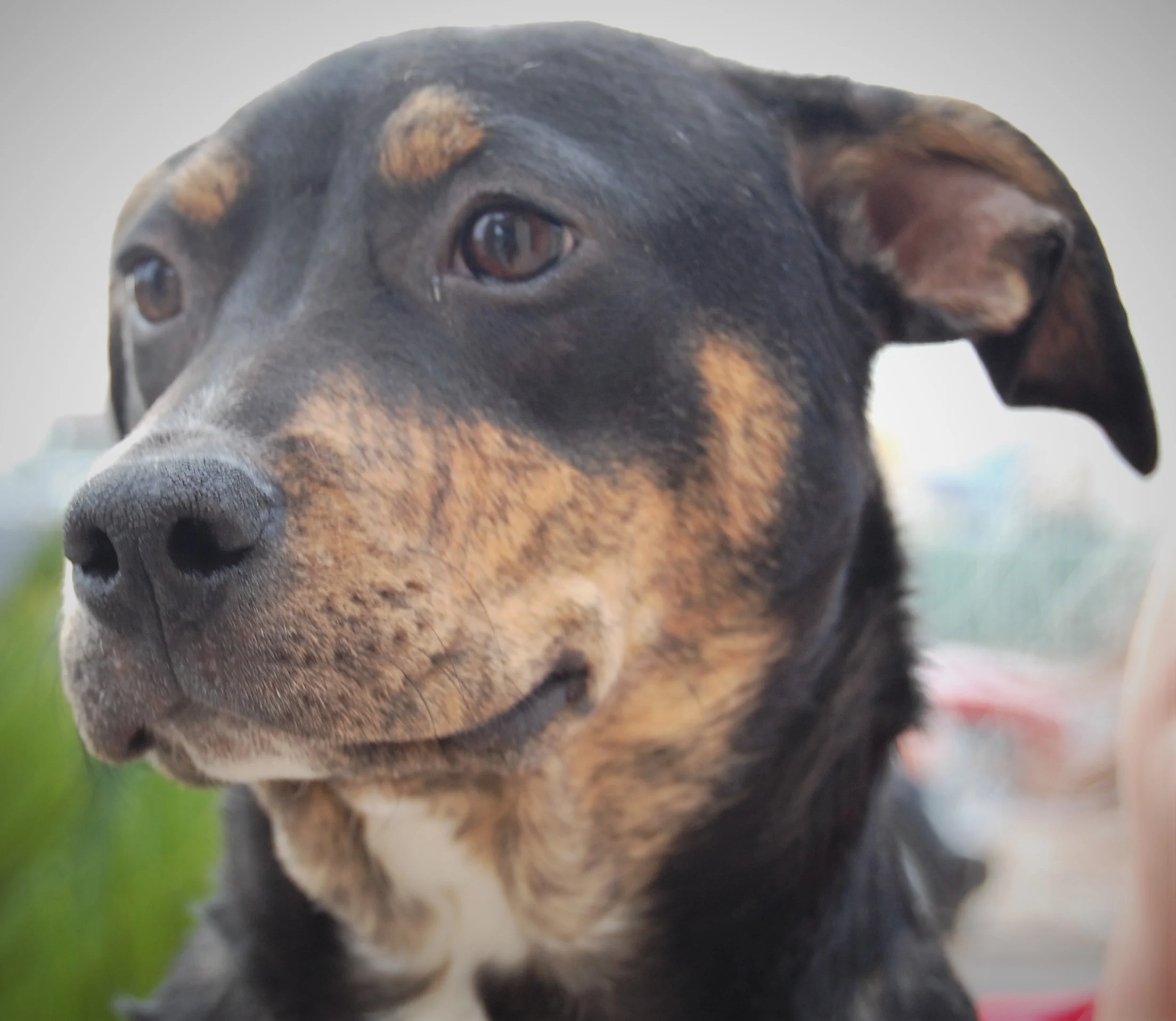 NSPCA'S "PET OF THE WEEK"