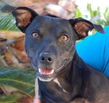 NEVADA SPCA'S "PET OF THE WEEK"