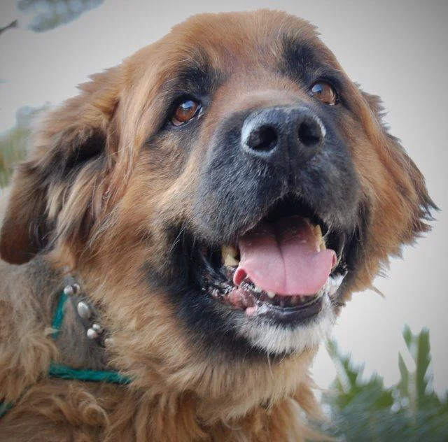 NEVADA SPCA'S "PET OF THE WEEK"
