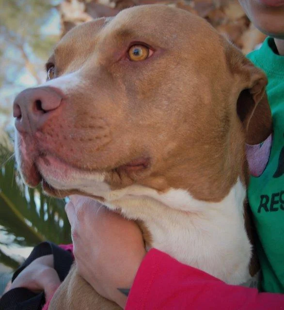 NEVADA SPCA'S "PET OF THE WEEK"