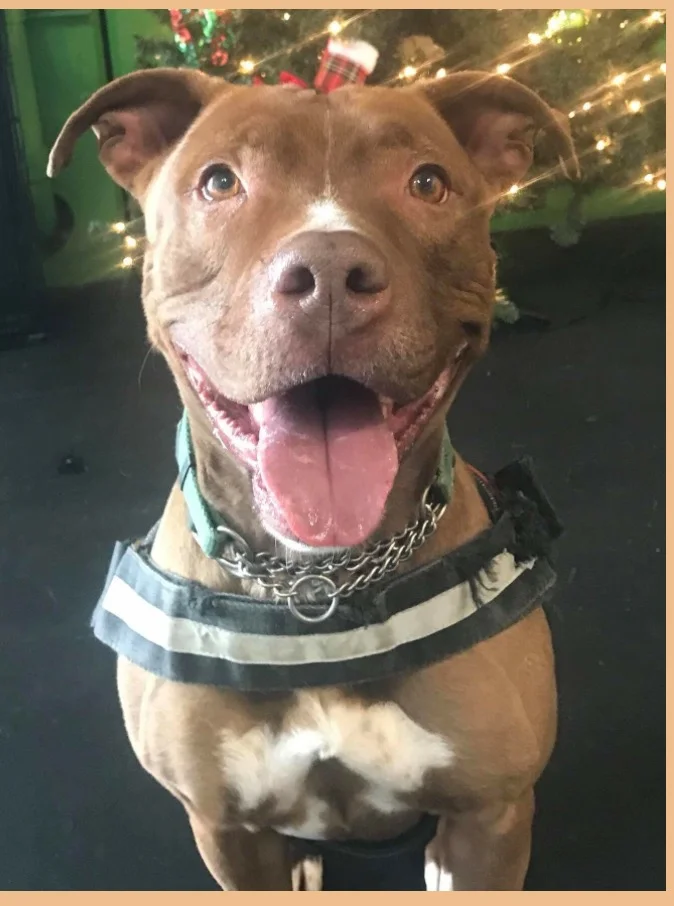 NEVADA SPCA'S "PET OF THE WEEK"