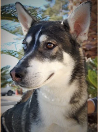 NEVADA SPCA'S "PET OF THE WEEK"