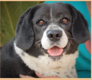 NSPCA'S "PET OF THE WEEK " - PANDA BEAR