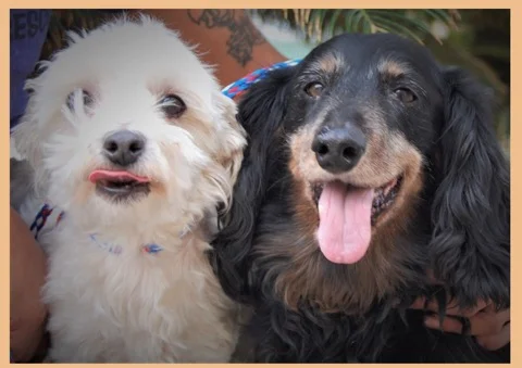 NEVADA SPCA'S "PET OF THE WEEK"