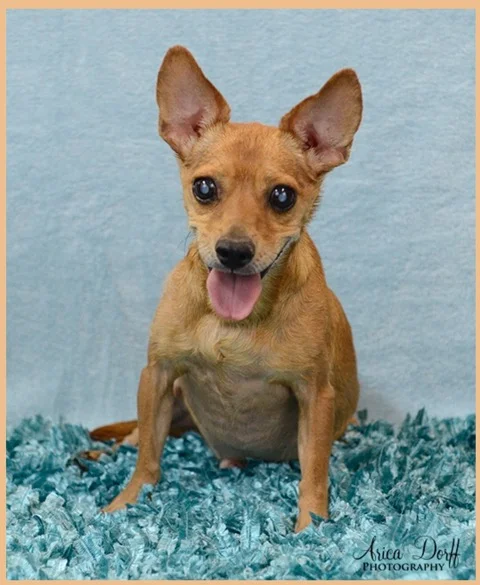 NEVADA SPCA'S "PET OF THE WEEK"