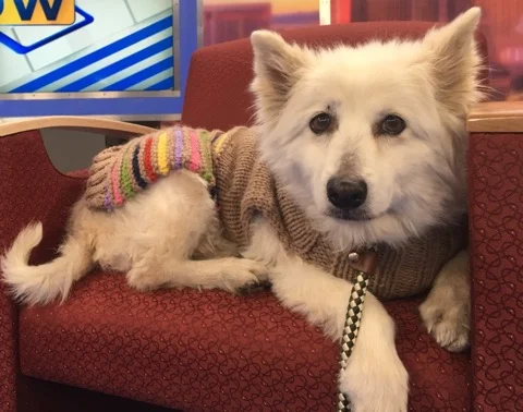 NEVADA SPCA'S "PET OF THE WEEK"