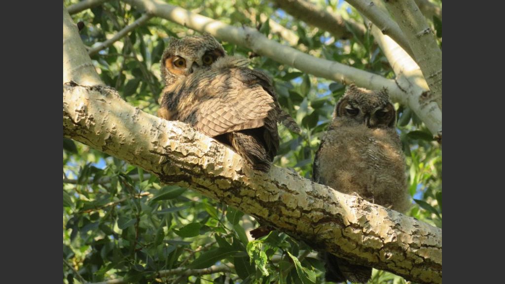  The baby owls were still not flying by the end of our week’s stay. 